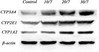 Potential Metabolic Drug–Drug Interaction of Citrus aurantium L. (Rutaceae) Evaluating by Its Effect on 3 CYP450